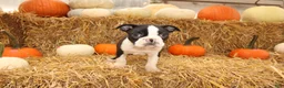 Boston Terrier dogs for sale: Jared - Ad 2
