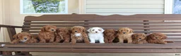 Goldendoodle dogs for sale: Babe - Ad 2