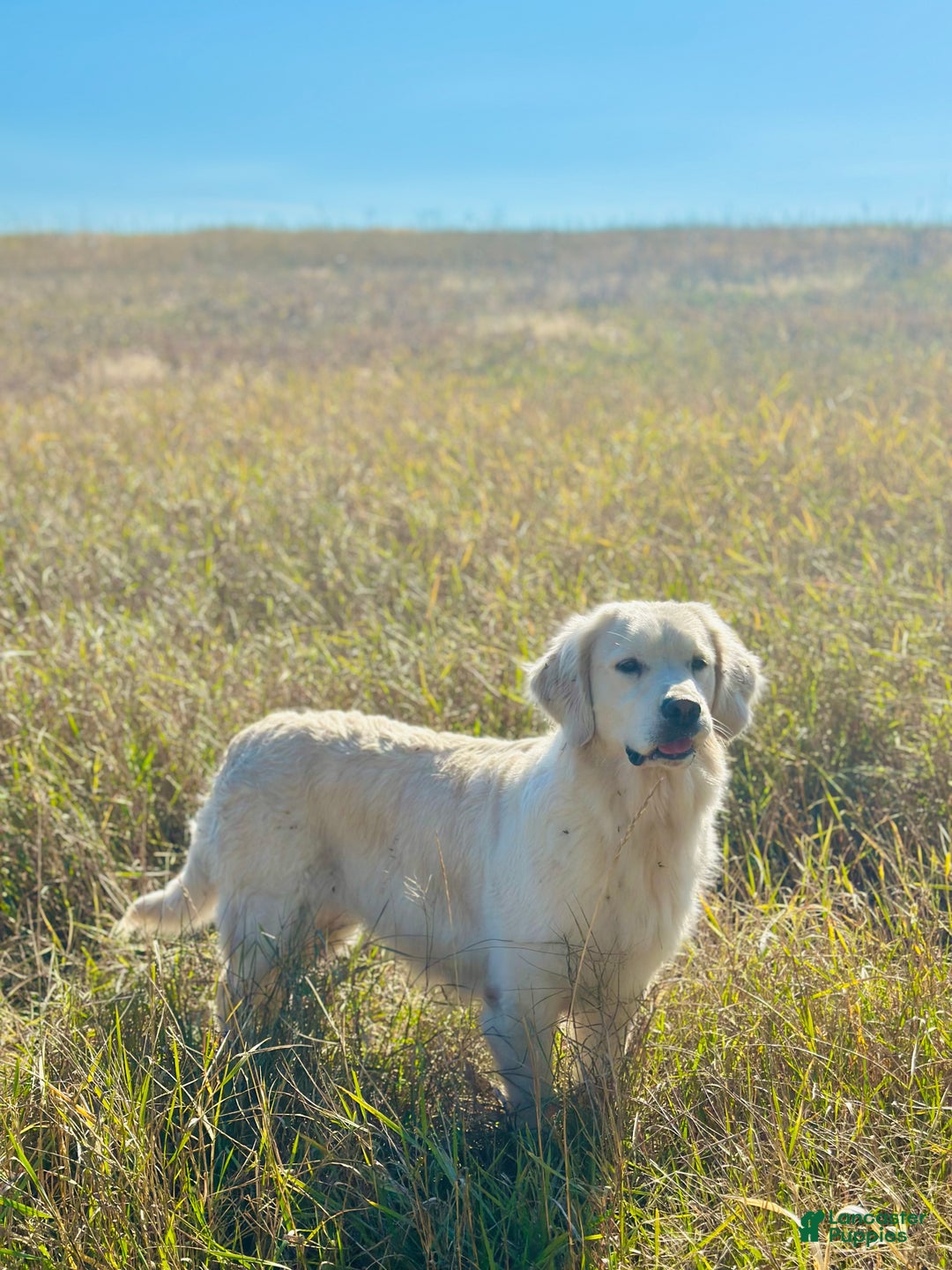 Golden Retriever dogs for sale: Golden Retriever Puppy 1 - Ad 2