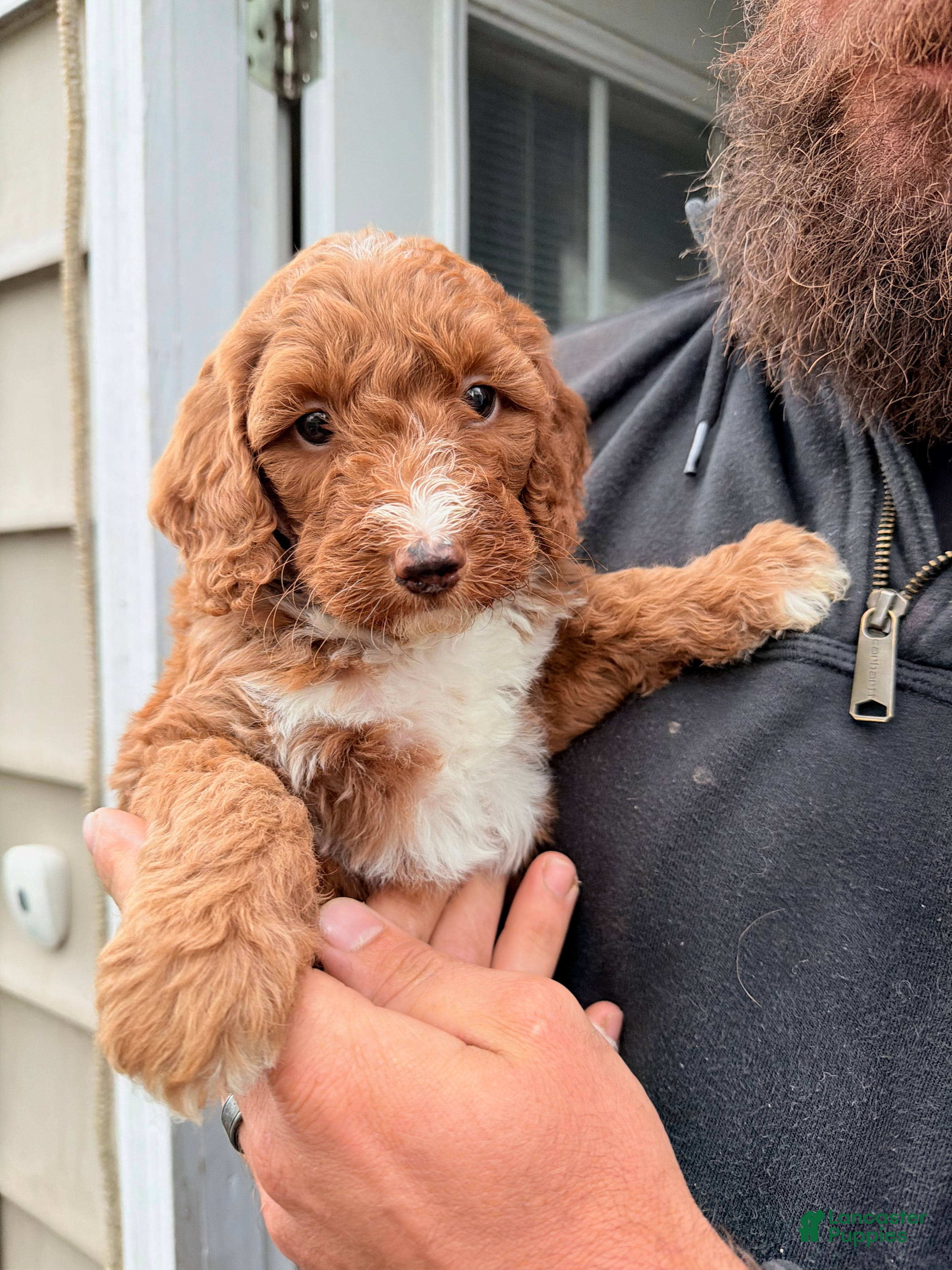 Double Doodle dogs Caramel  - Ad 1