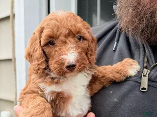 Double Doodle dogs for sale: Caramel - Ad 1
