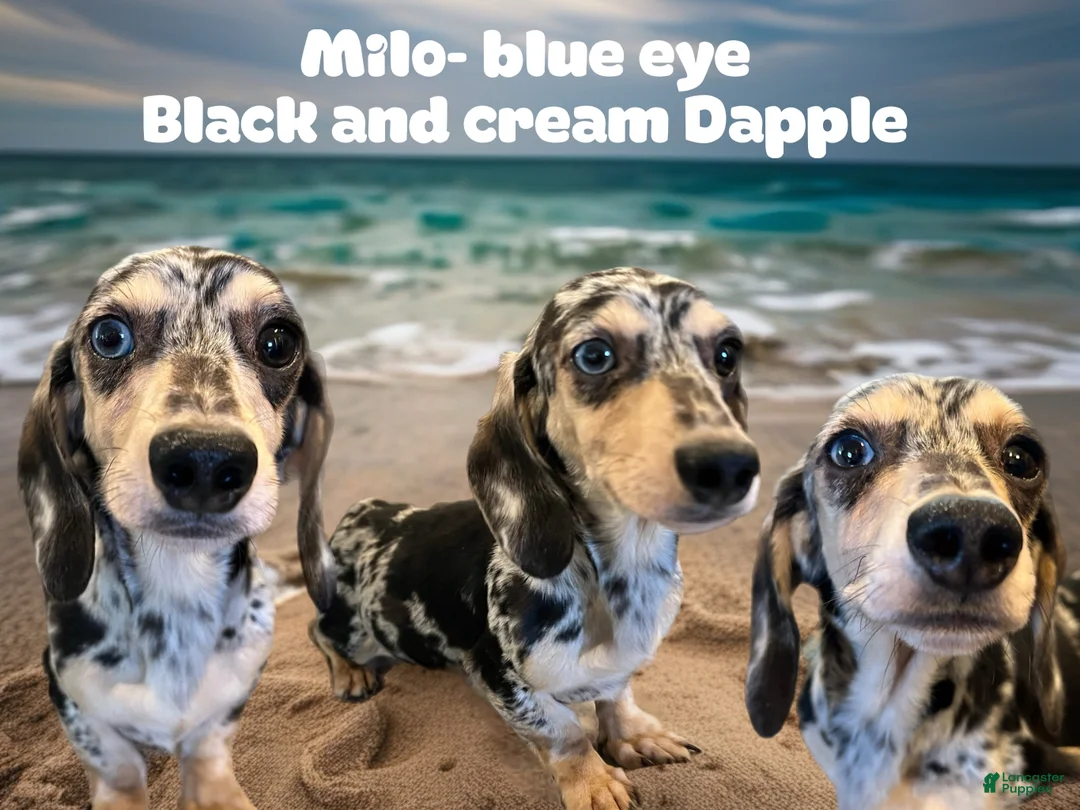 Miniature Dachshund dogs for sale: Milo bright blue eye - Ad 2