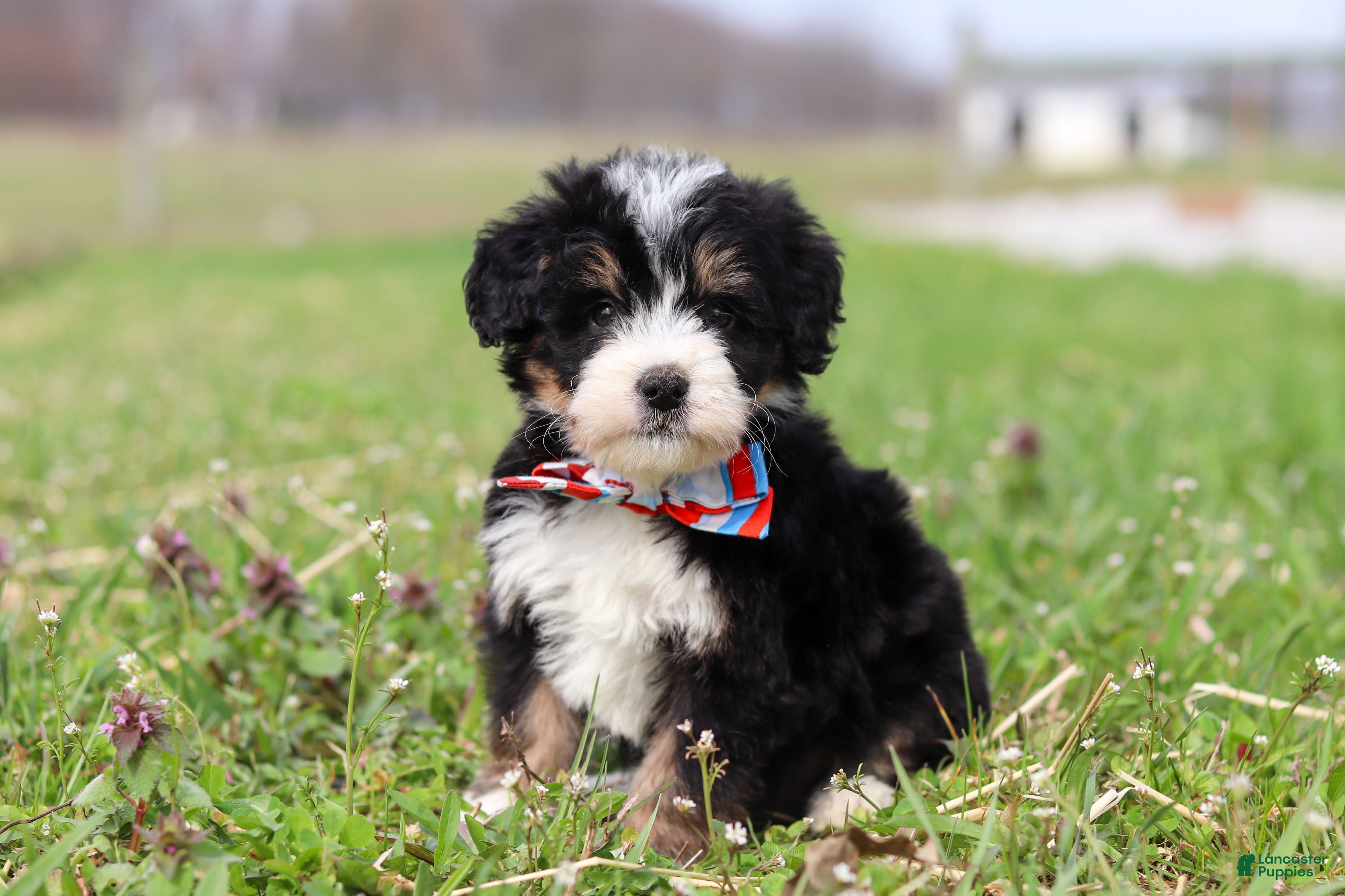 Mini Bernedoodle dogs Tyler - Ad 2