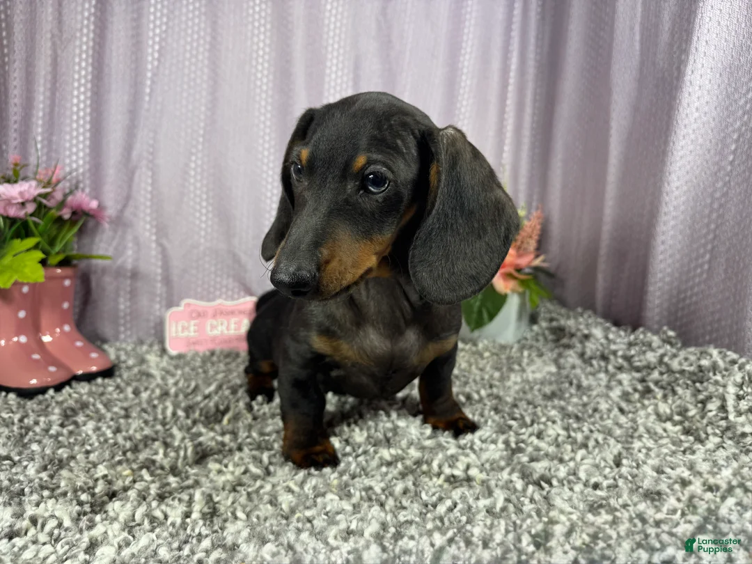 Miniature Dachshund dogs for sale: Miniature Dachshund 2 - Ad 2