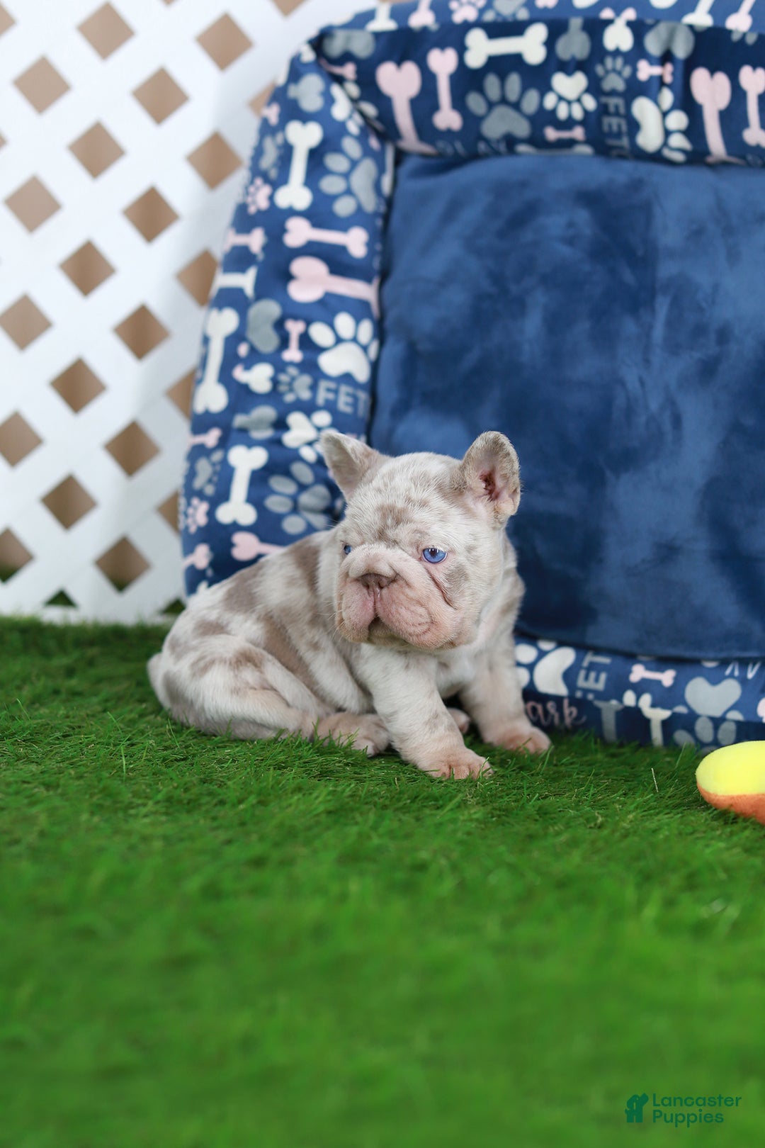 French Bulldog dogs for sale: Martin  - Ad 4