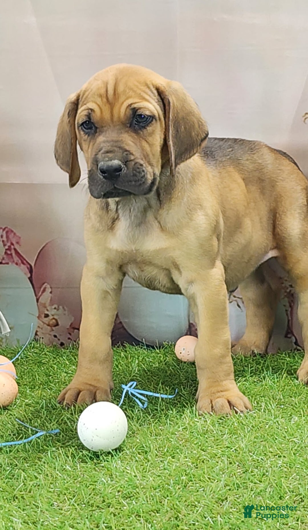 Mixed Breed dogs for sale: 2025 Bloodahoula Male 3 "Finn" - Ad 5