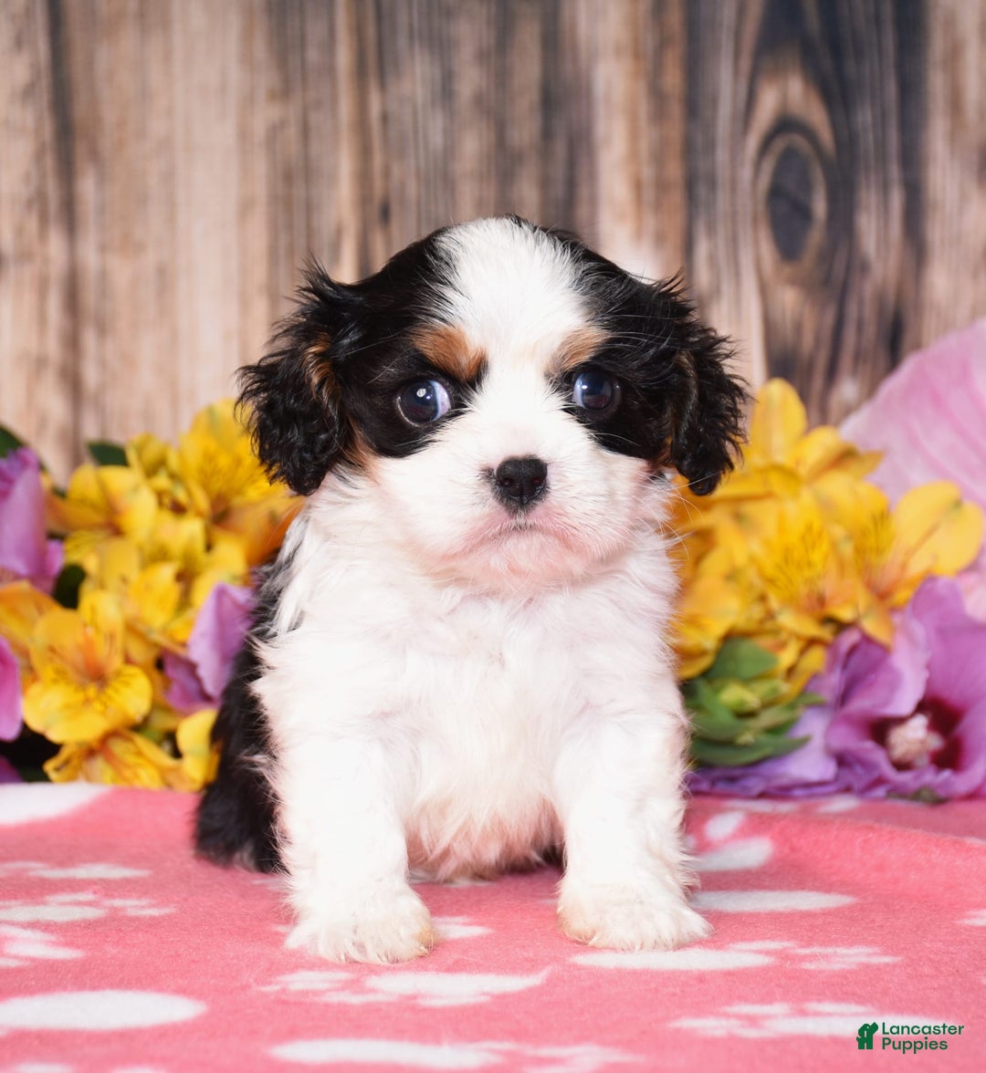 Cavalier King Charles Spaniel dogs for sale: Everest - Ad 9