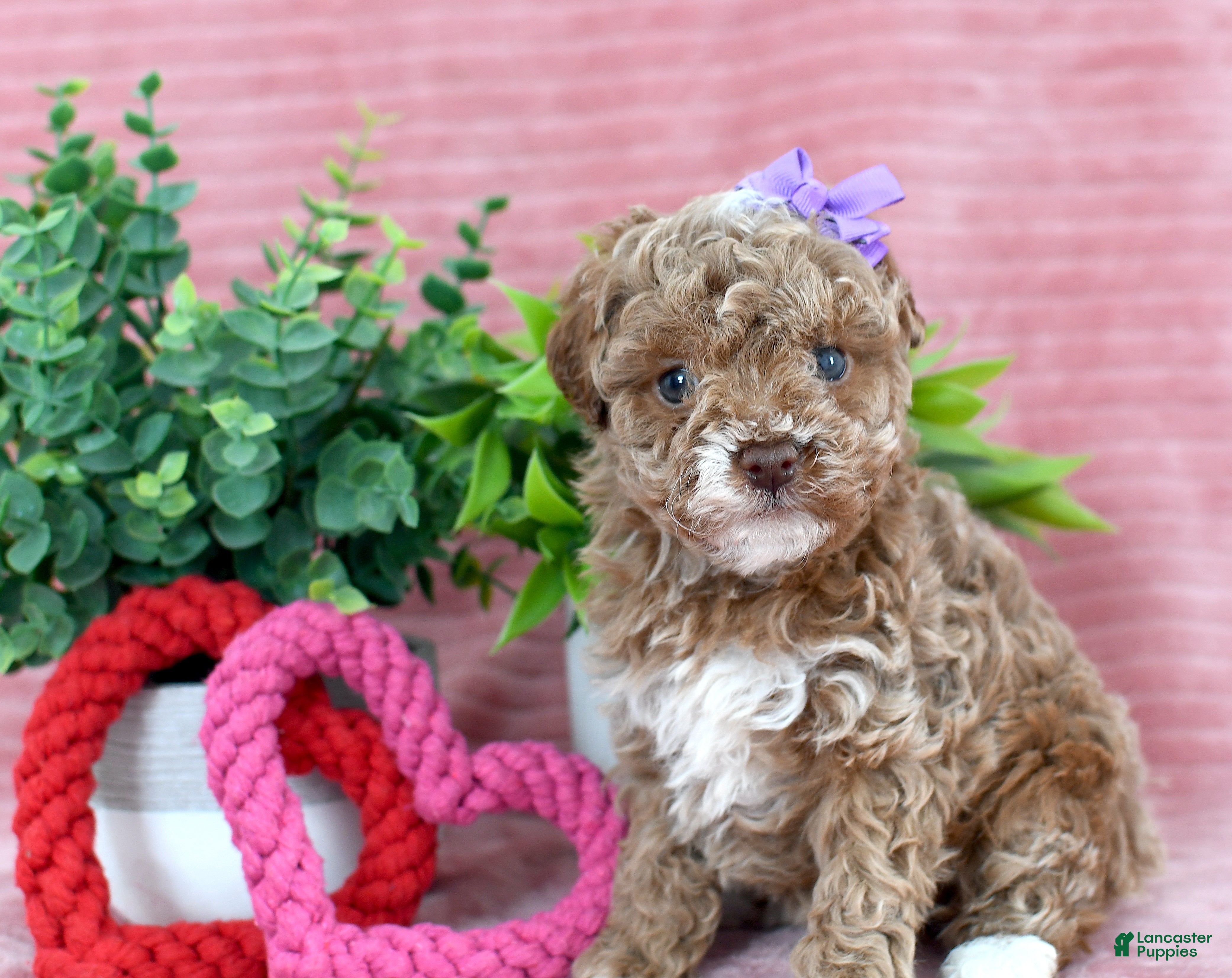 Toy Poodle dogs Chloe-GENETIC TESTED - Ad 2