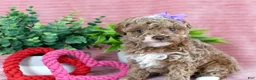 Toy Poodle dogs for sale: Chloe-GENETIC TESTED - Ad 2