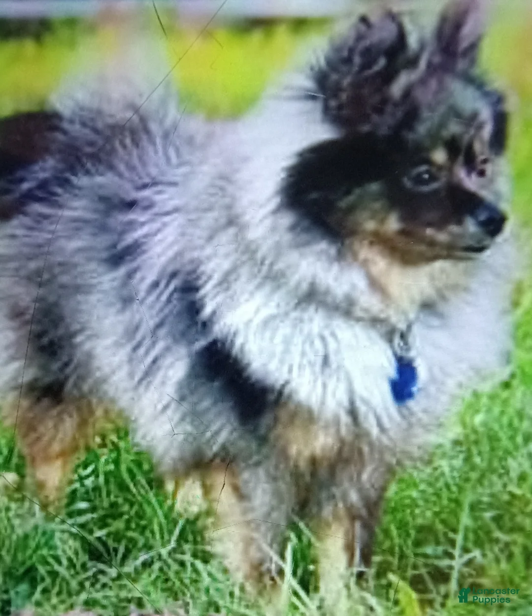 Pomeranian dogs for sale: Pomeranian 1 - Ad 8