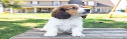 Miniature Dachshund dogs for sale: Hobbes - Ad 5