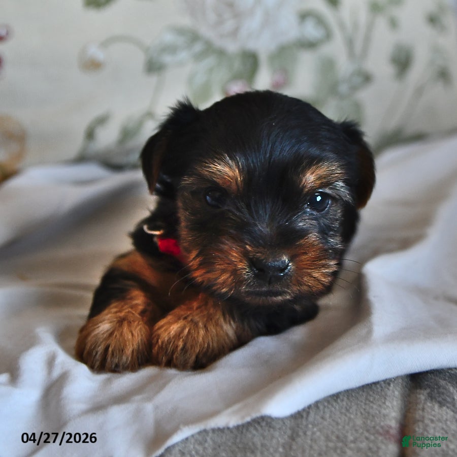Yorkshire Terrier dogs for sale: Meenie - Ad 2
