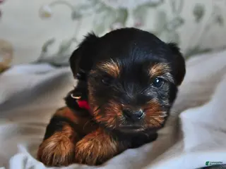 Yorkshire Terrier dogs for sale: Meenie - Ad 2