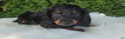 Miniature Dachshund dogs for sale: Vander - Ad 13