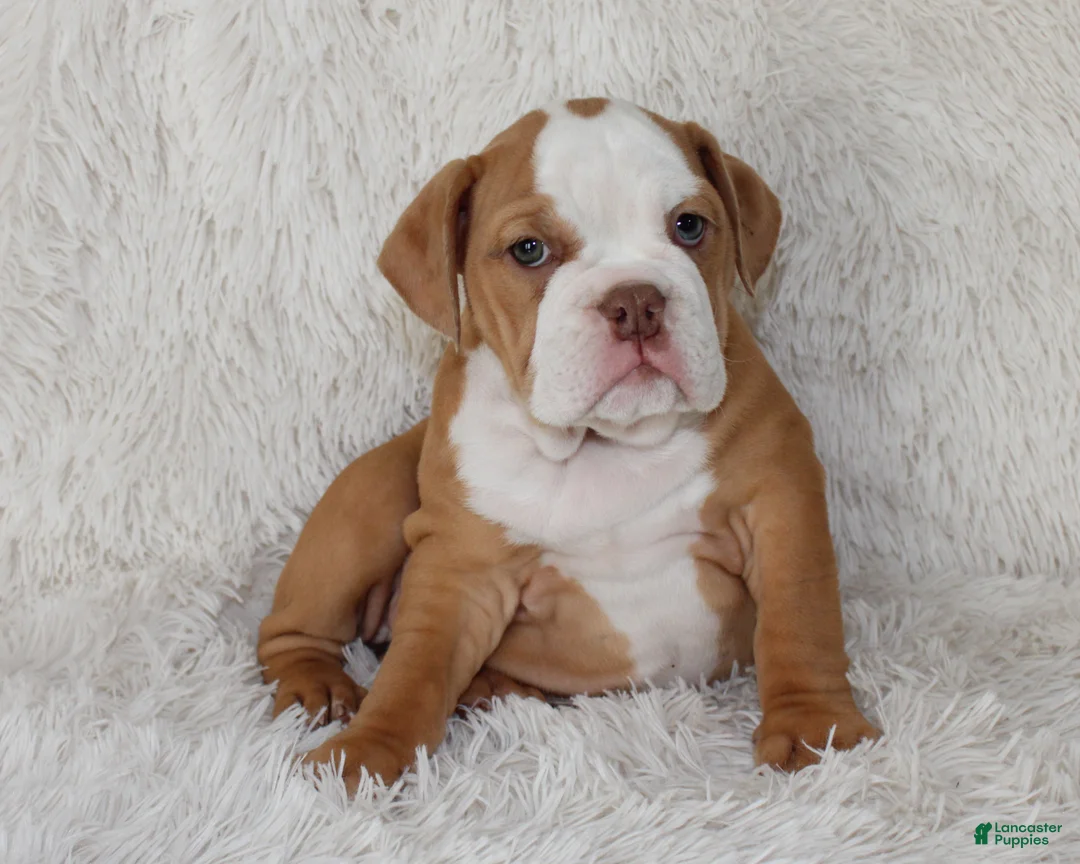 English Bulldog dogs for sale: Kallie - Ad 1