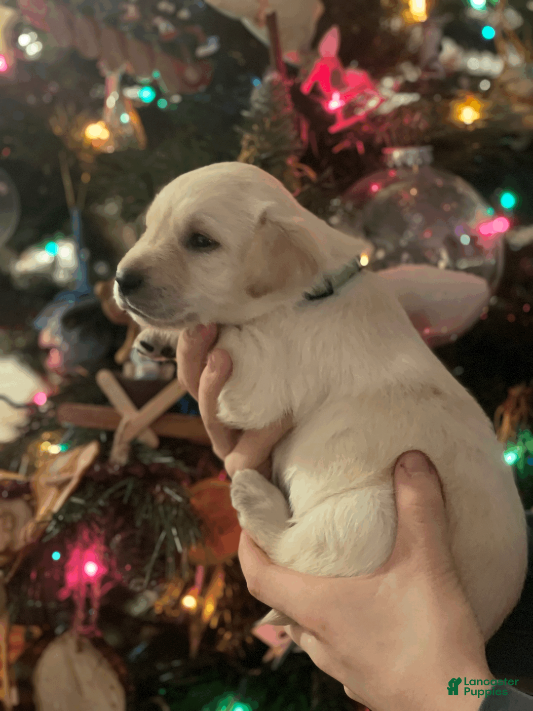 Labrador Retriever dogs for sale: Skylight-Green collar - Ad 1