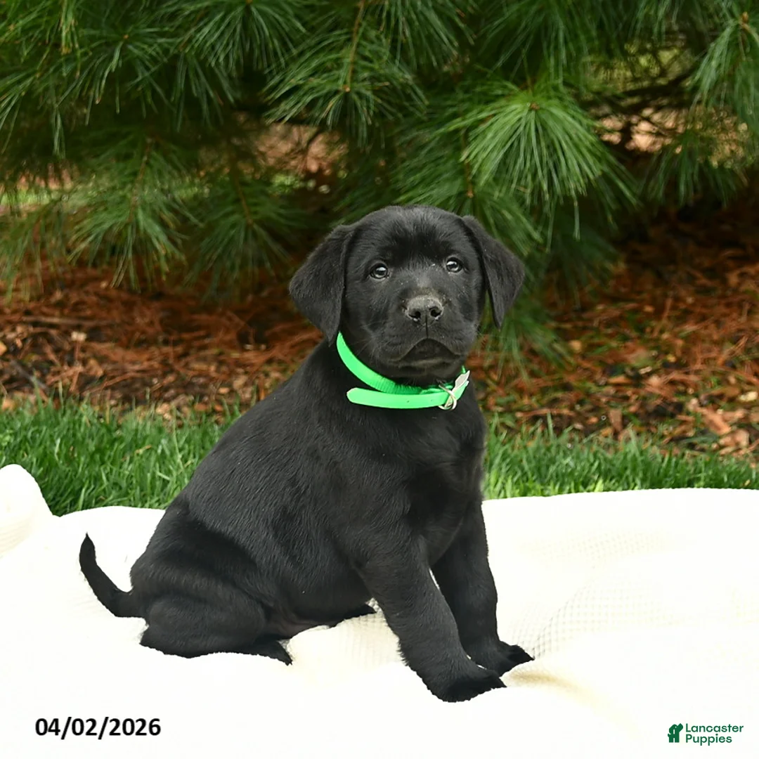 Labrador Retriever dogs for sale: Legolas  - Ad 2