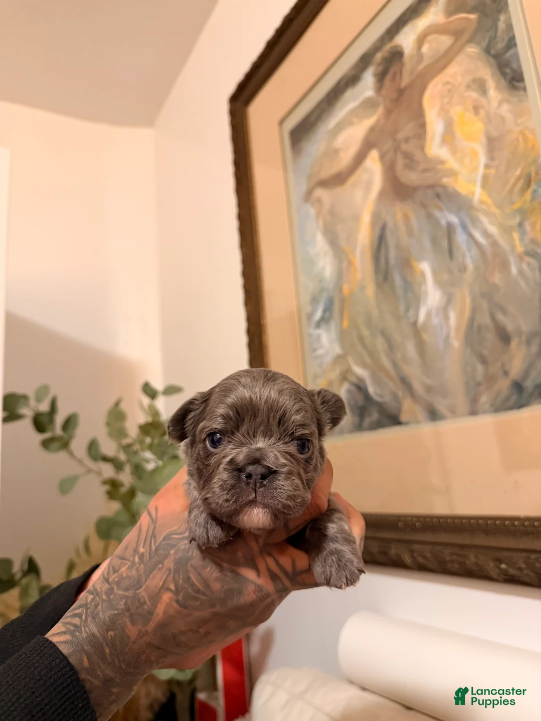 French Bulldog dogs for sale: Bubbles - Ad 3