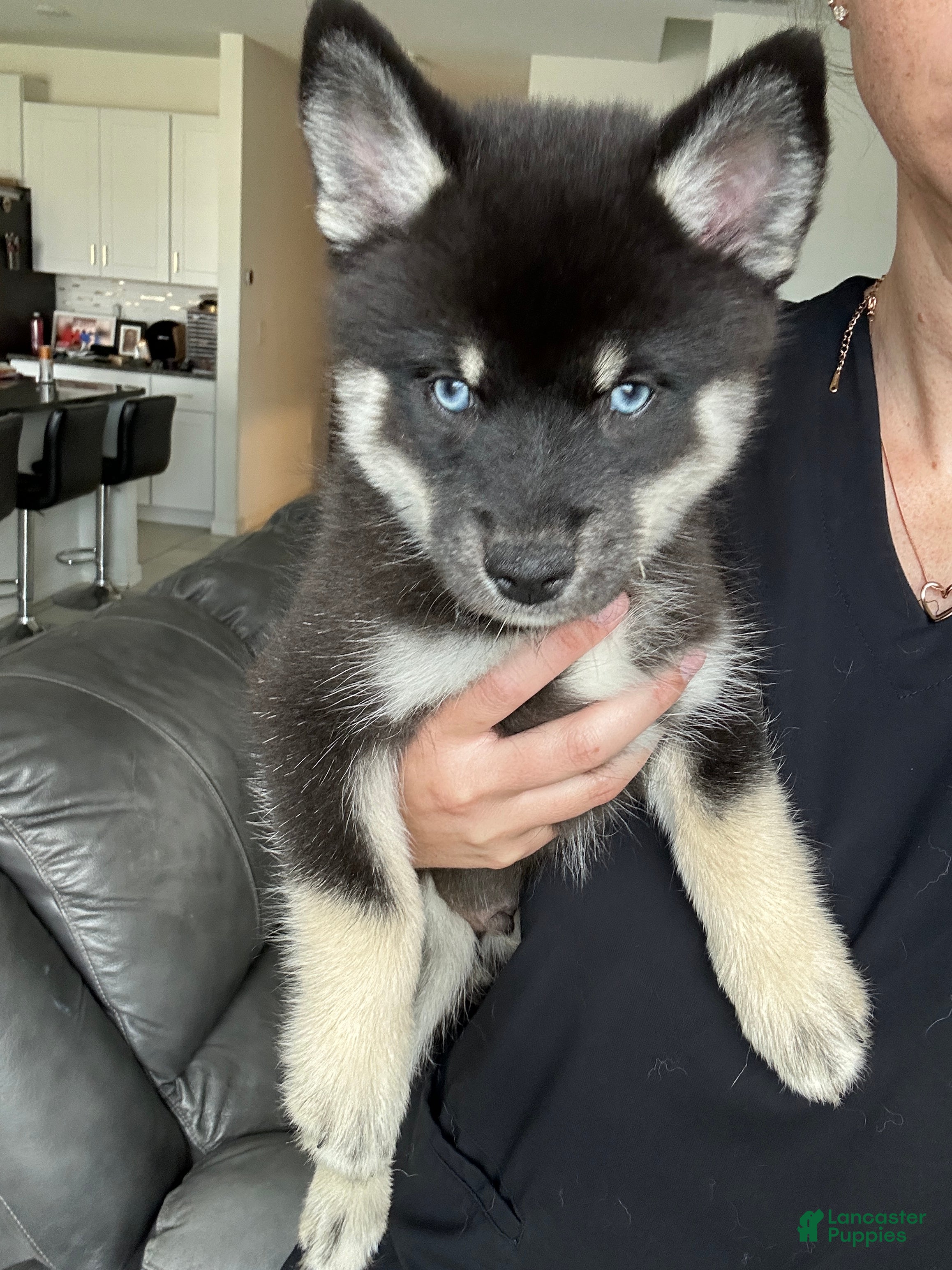 Pomsky dogs Fang Mini Pomsky - Ad 1