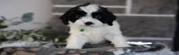 Cavapoo dogs for sale: Lennox - Ad 9