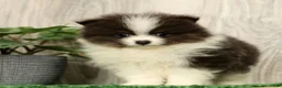 Pomeranian dogs for sale: Lucas Blue and White - Ad 2
