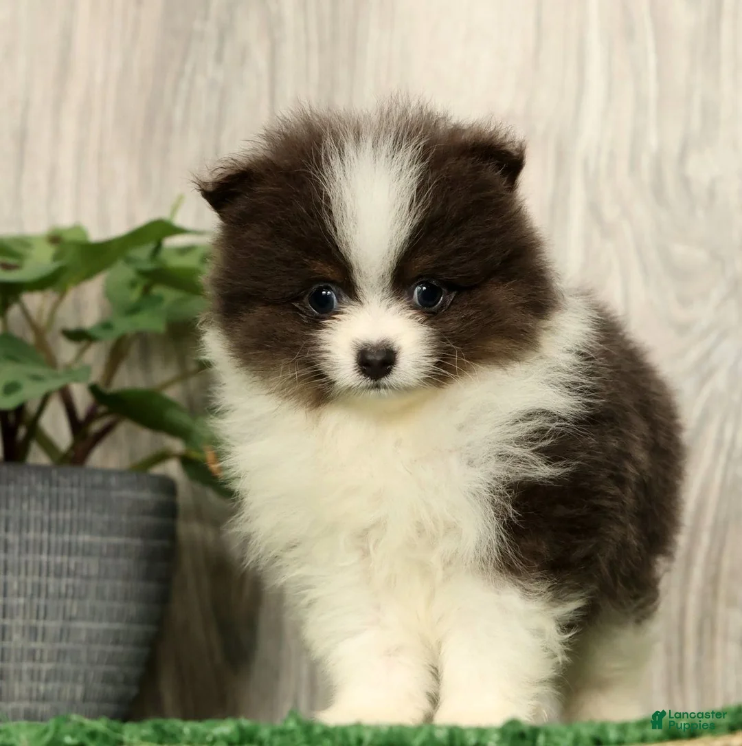 Pomeranian dogs for sale: Lucas Blue and White - Ad 2