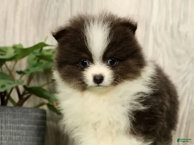 Pomeranian dogs for sale: Lucas Blue and White - Ad 2