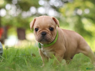 Bulldog Puppy Ears Down French Bulldog With Cropped Ears Terrier