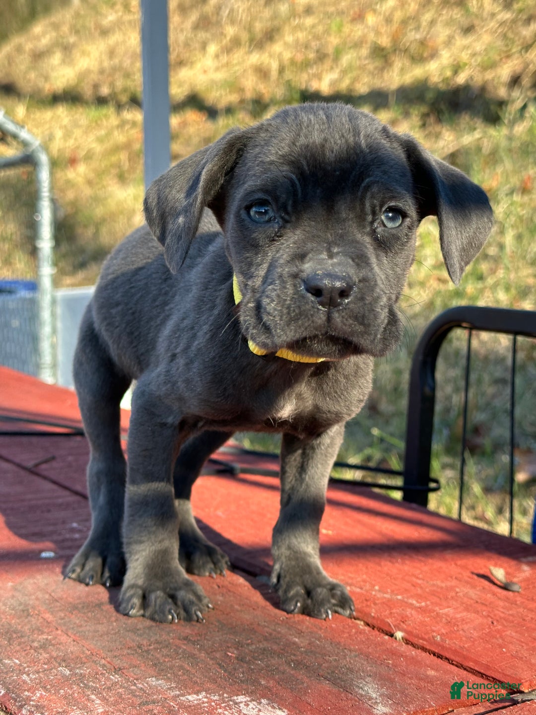Cane Corso dogs for sale: Alia - Ad 2