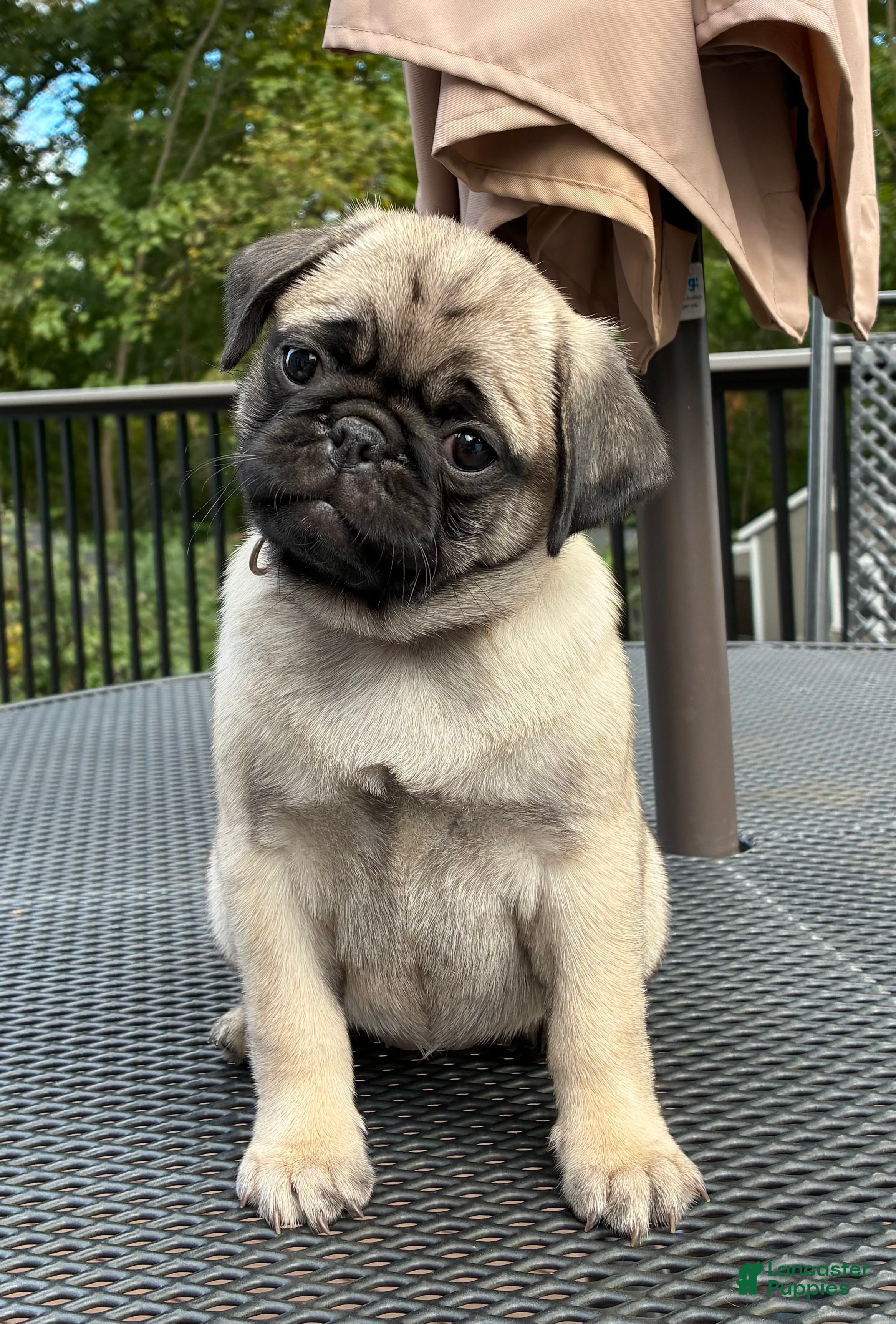 Pug dogs Addie - Ad 2