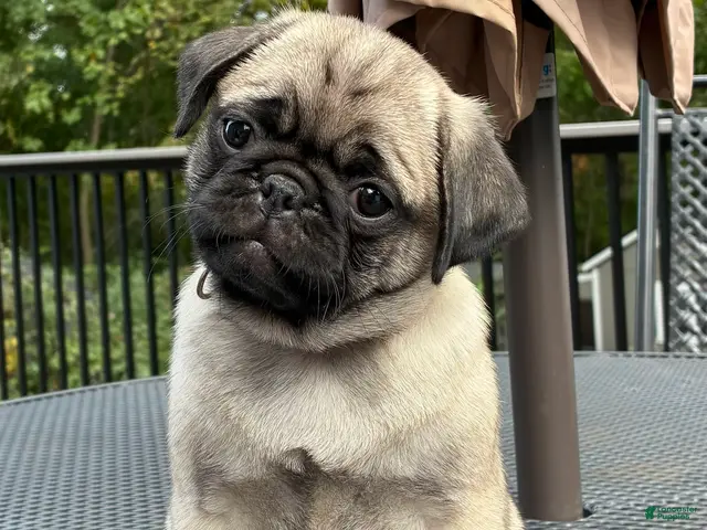 Pug dogs Addie - Ad 2