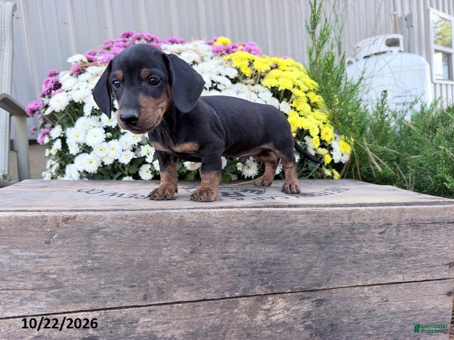 Miniature Dachshund dogs for sale: Duke - Ad 1