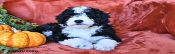 Aussiedoodle dogs for sale: Alaina  - Ad 3