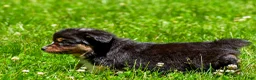 Miniature Australian Shepherd dogs for sale: Felisha - Ad 19