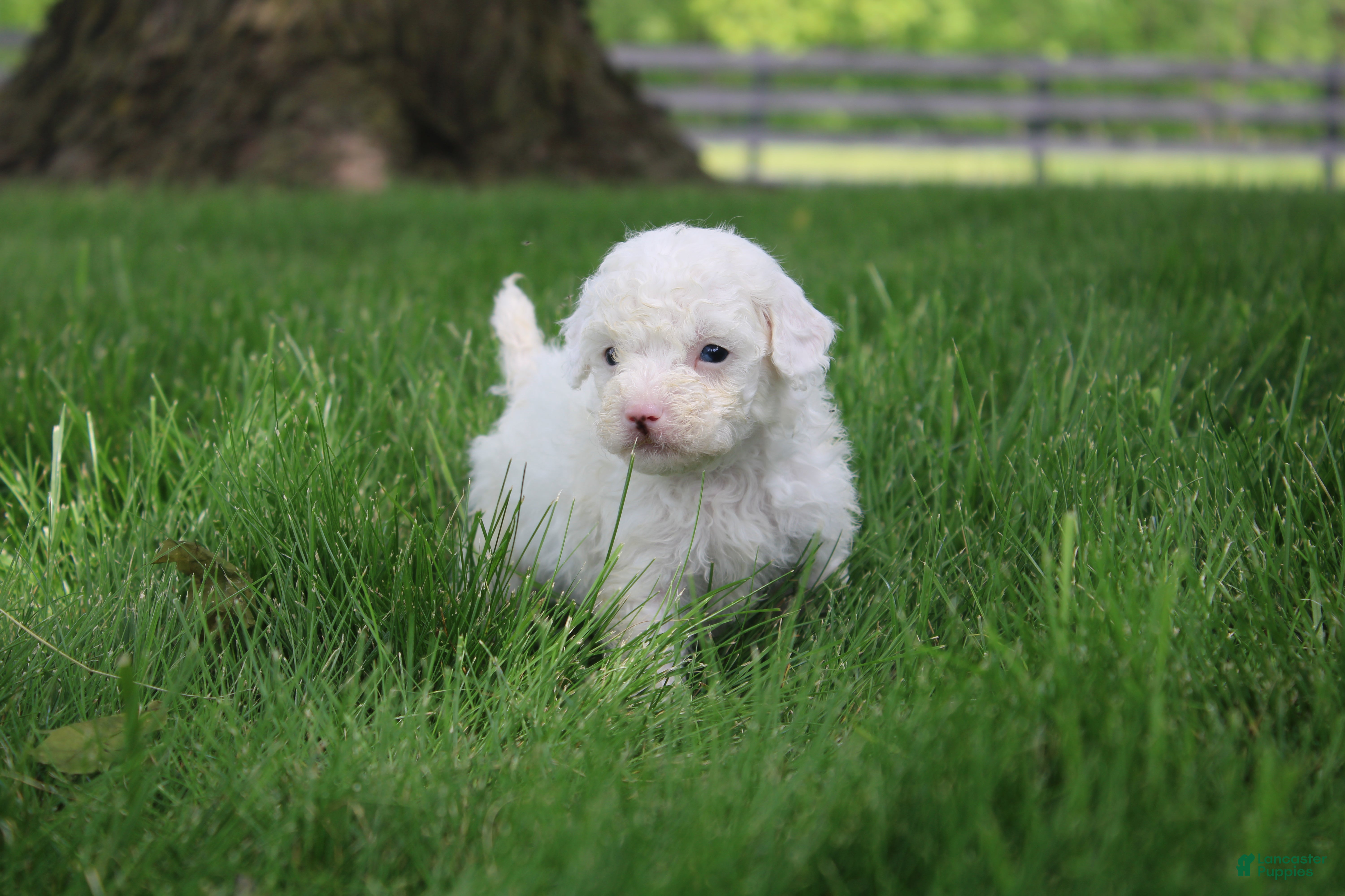 Mini Goldendoodle dogs Ty - Ad 23
