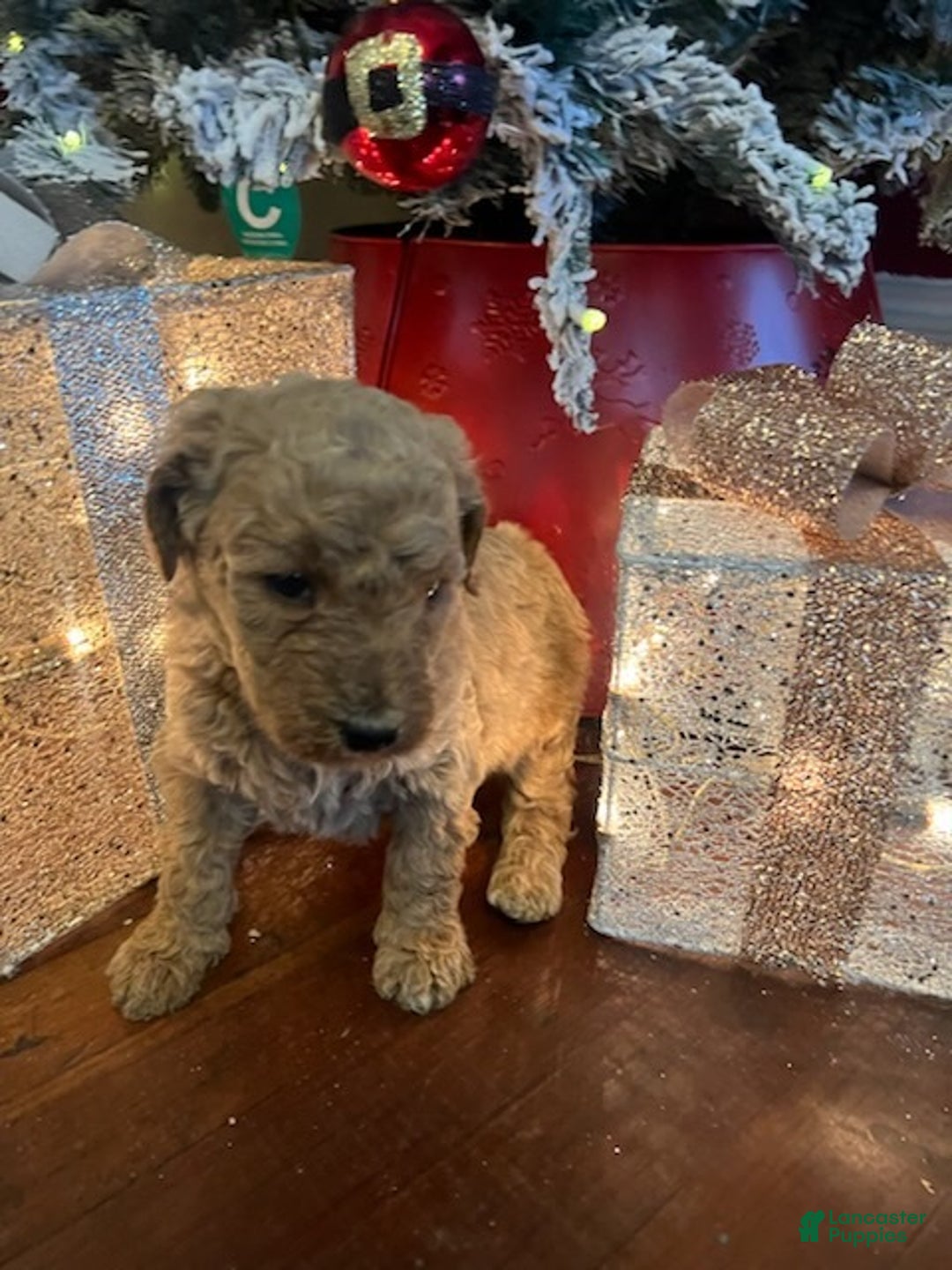 Standard Poodle dogs for sale: Billy - Ad 4