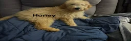Goldendoodle dogs for sale: Deuce - Ad 17