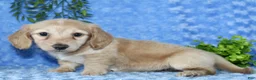 Miniature Dachshund dogs for sale: Zalena - Ad 8