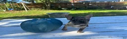 French Bulldog dogs for sale: Misti - Ad 6