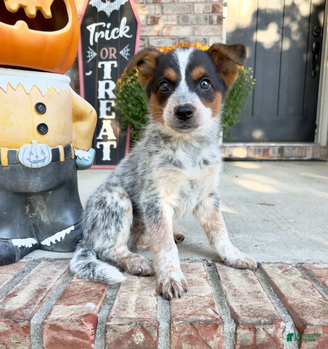 Australian Cattle Dog dogs for sale: Waylon - Ad 5
