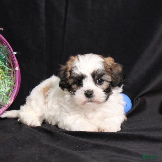 Teddy Bear dogs Irvin - Ad 2