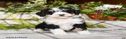 Mini Bernedoodle dogs for sale: Maple   - Ad 2