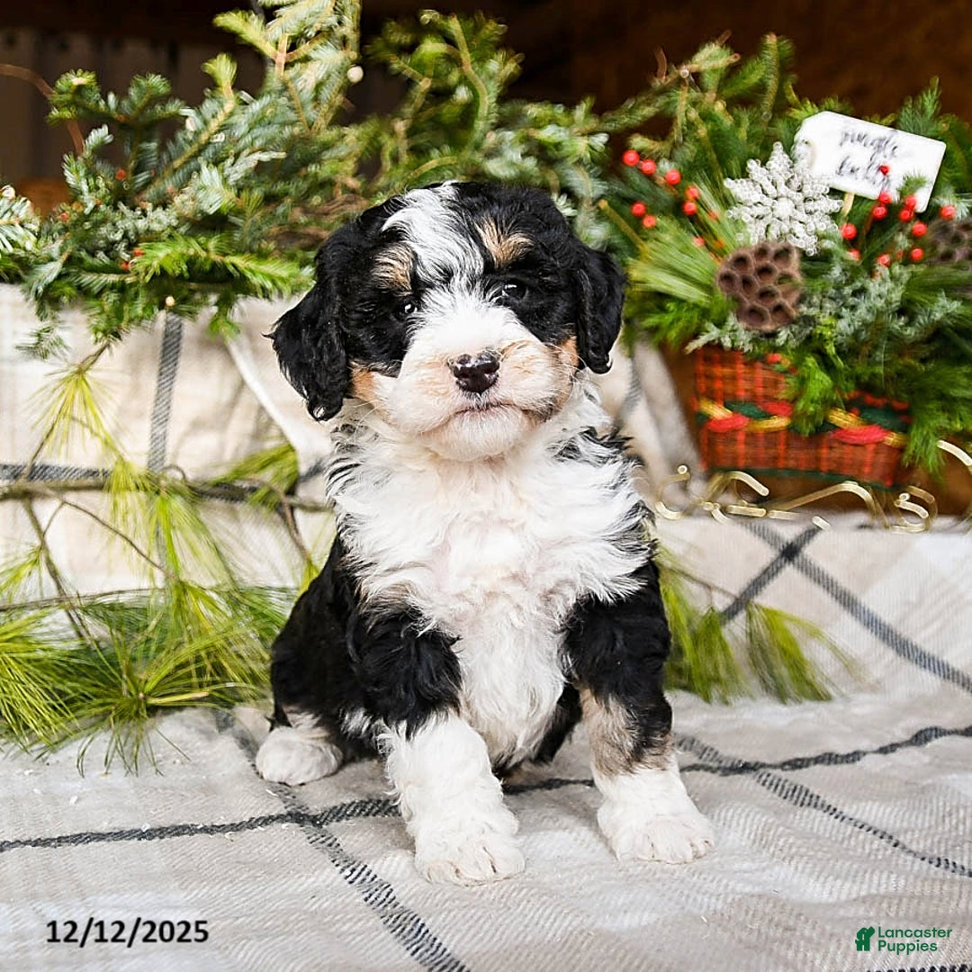 Mini Bernedoodle dogs for sale: Maple   - Ad 2