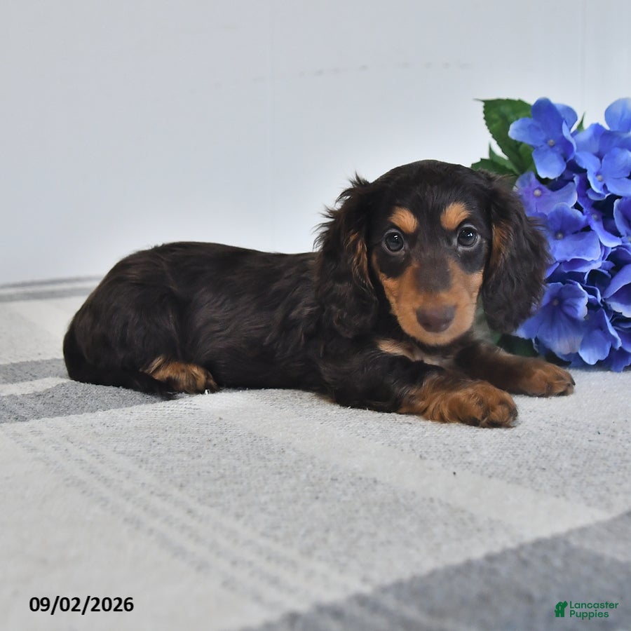 Miniature Dachshund dogs Felix - Ad 2