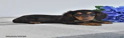 Miniature Dachshund dogs for sale: Felix - Ad 2