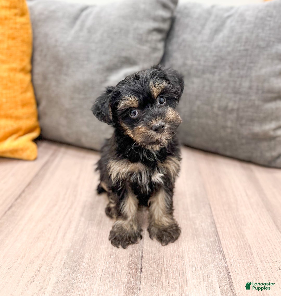Yorkiepoo dogs for sale: Riley - Ad 3