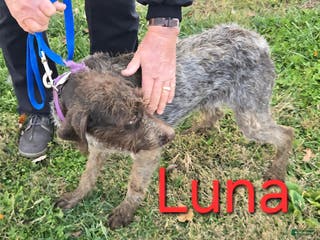 Mixed Breed dogs Mixed Breed Puppy 1 - Ad 9