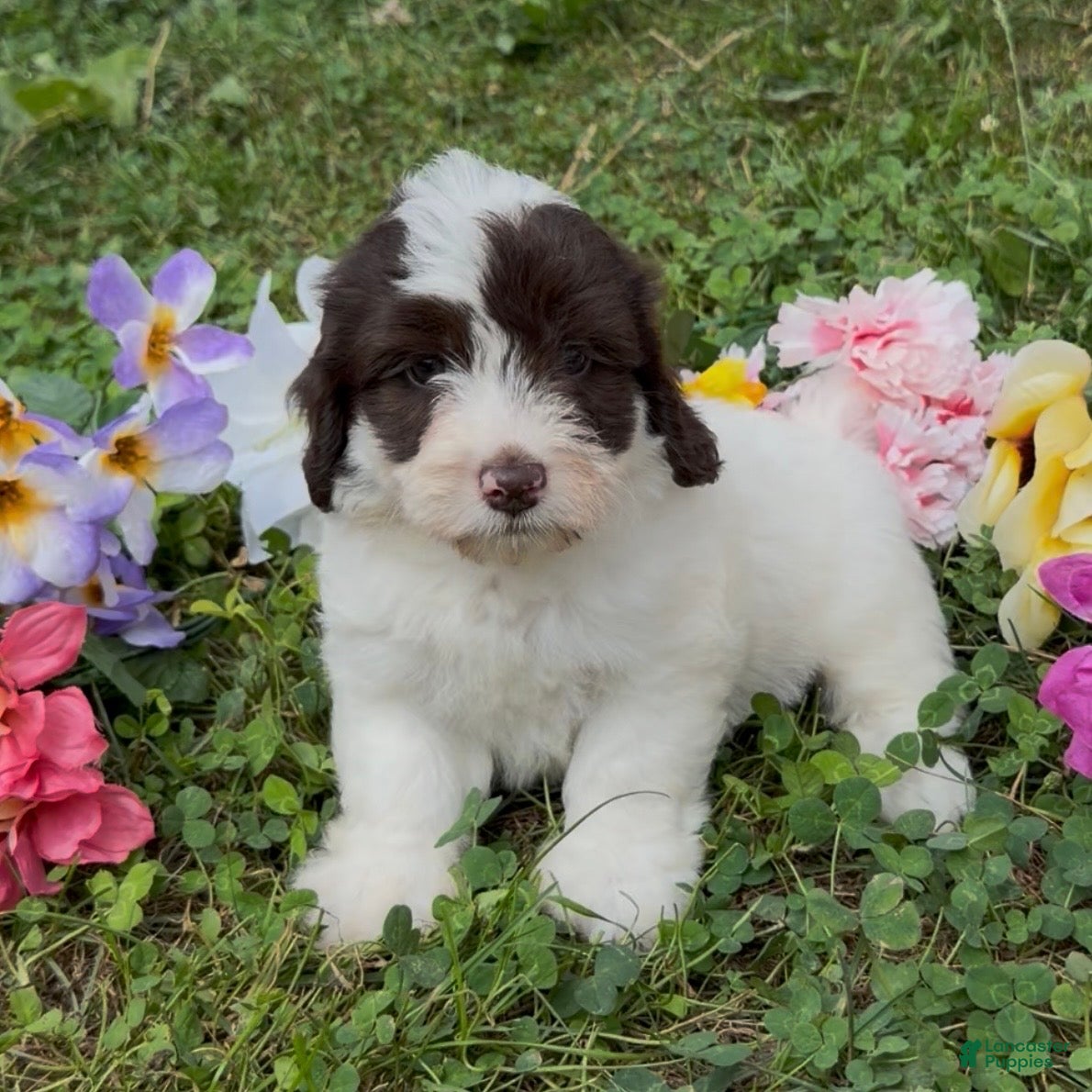 Mini Goldendoodle dogs Clove - Ad 2