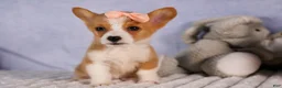Welsh Corgi Pembroke dogs for sale: Carrie  - Ad 12