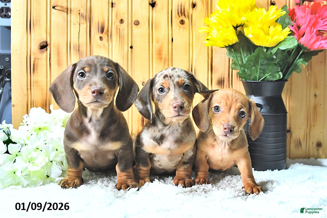 Miniature Dachshund dogs for sale: Stella - Ad 5